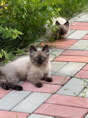 Pui de pisica Birmanez