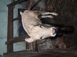 Vand vaca cu vitel de 6 săptămâni  - imagine 3