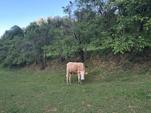 Vând vaca cu vitel de 6 săptămâni  - imagine 2