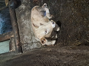 Vand vaca cu vitel de 6 săptămâni  - imagine 2
