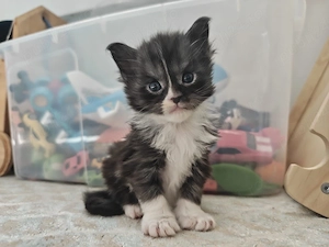 Pui Maine Coon - imagine 2