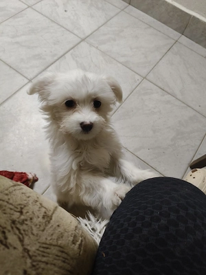 Bichon maltez 