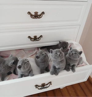 Pisici british shorthair  - imagine 3