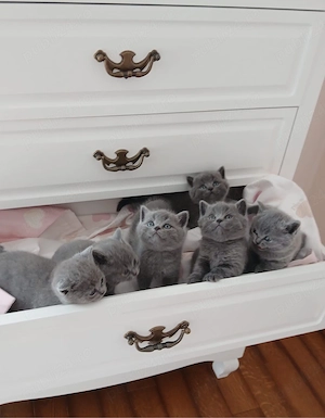 Pisici british shorthair  - imagine 4