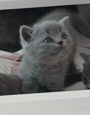 Pisici british shorthair  - imagine 2