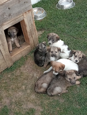 catelusi ciobanesc mix