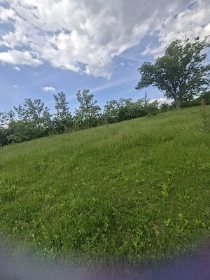vant urgent teren 5000mp in localitatea hales  - imagine 5
