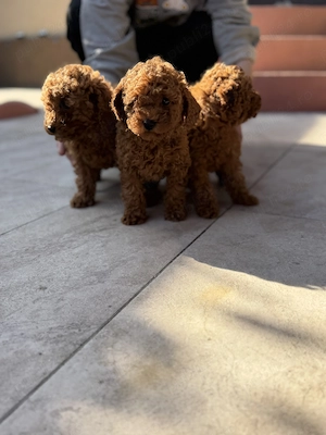 Căței pudel(Poodle) rasa pura roscat - imagine 5