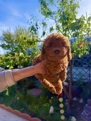 Căței pudel(Poodle) rasa pura roscat