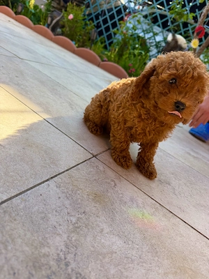 Căței pudel(Poodle) rasa pura roscat - imagine 3