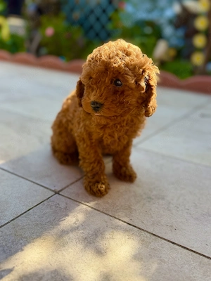 Căței pudel(Poodle) rasa pura roscat - imagine 4