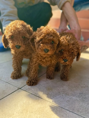 Căței pudel(Poodle) rasa pura roscat - imagine 2