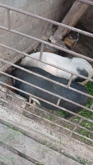 Porci vietnameji 