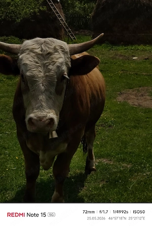 Taur foarte mare și masiv   3.300   negociabil  
