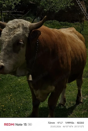 Taur foarte mare și masiv   3.300   negociabil   - imagine 2