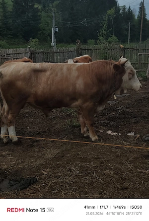 Taur foarte mare și masiv   3.300   negociabil   - imagine 3