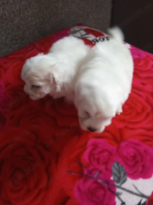 Bichon talie mică  - imagine 3