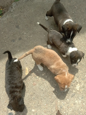 Donez gratuit căței labrador 