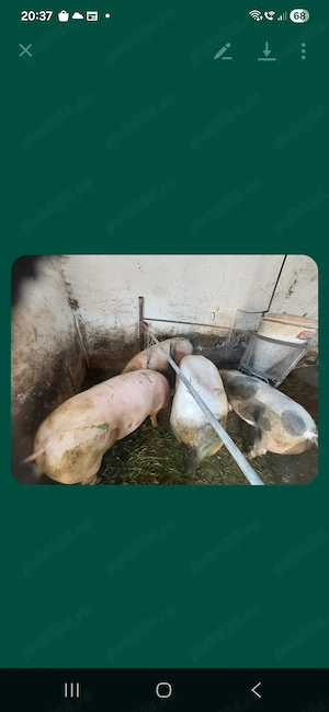 Porci de vanzare 150-170 kg 