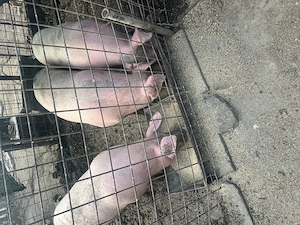 Porci de vânzare 130-140 kg