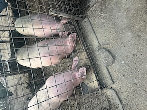 Porci de vânzare 130-140 kg - imagine 3