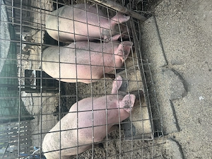 Porci de vânzare 130-140 kg - imagine 2