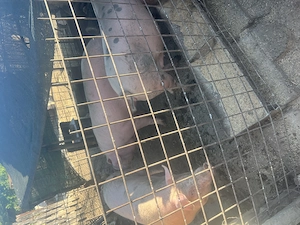 Porci de vânzare 130-140 kg - imagine 4
