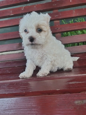 Bichon maltez