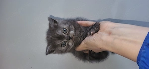 Pisoi si pisica  British shorthair 