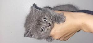 Pisoi si pisica  British shorthair  - imagine 2