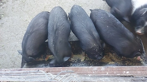 Vand porci vietnamez scrofițe pentru monta 