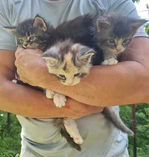 Maine coon kittens with pedigree 