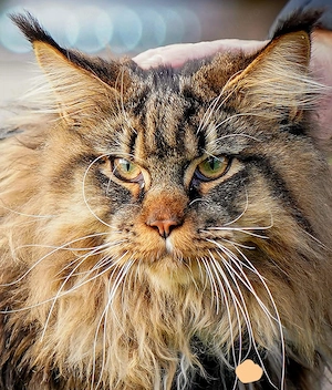 Maine Coon with pedigree  - imagine 2