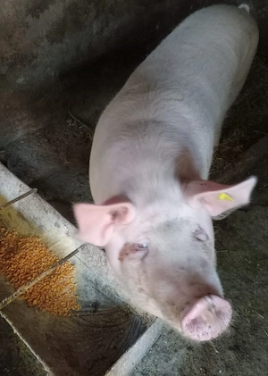 Vând porc rasă Marele Alb crescut bio - imagine 3