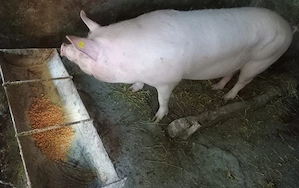 Vând porc rasă Marele Alb crescut bio