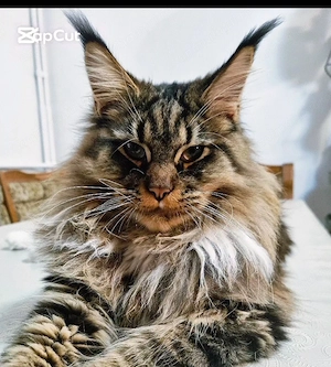 Maine Coon with pedigree 
