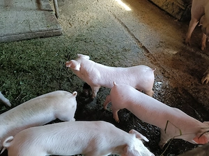 Vând 8 purcei de 6 saptamani