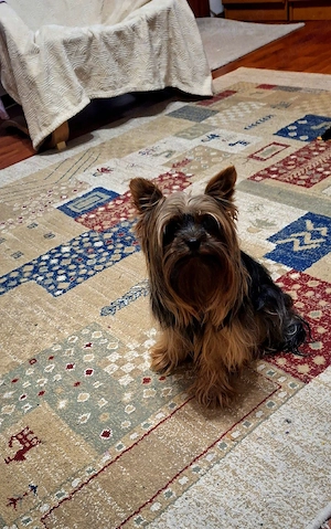 Yorkshire terrier toy