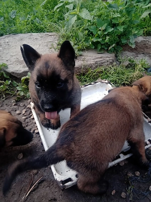 Belgian malinois