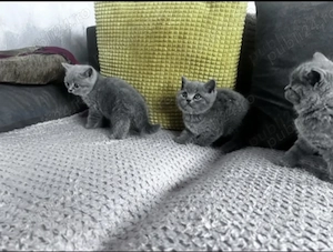 British shorthair blue  & british shorthair white