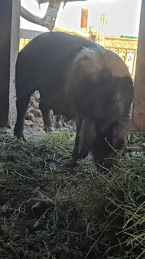 Scrofiță bazna pregătită de fătare 