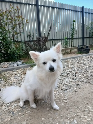 Cățelușa pomeranian spitz de talie mica 