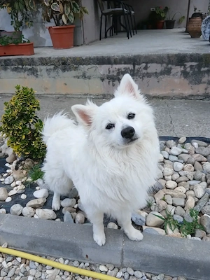 Cățelușa pomeranian spitz de talie mica  - imagine 3