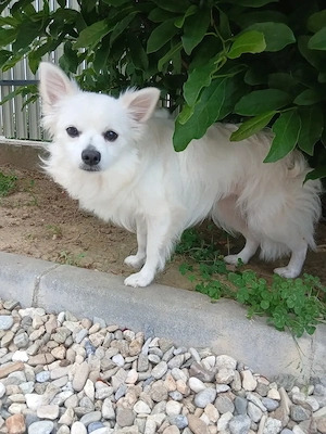 Cățelușa pomeranian spitz de talie mica  - imagine 2