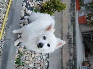 Cățelușa pomeranian spitz de talie mica  - imagine 4