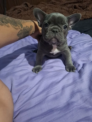 Catei bulldog francez