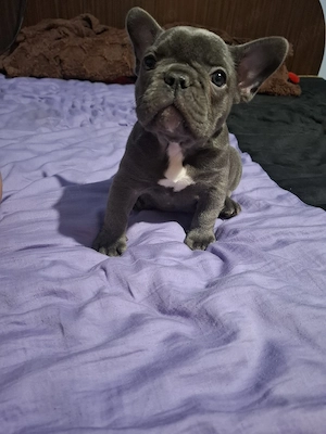 Catei bulldog francez
