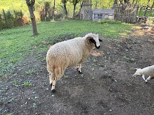 Berbec tânăr de vânzare
