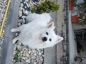 Cățelușa pomeranian spitz de talie mica  - imagine 4