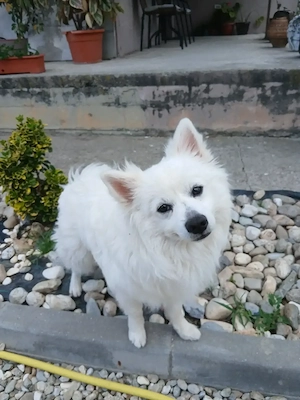 Cățelușa pomeranian spitz de talie mica  - imagine 3